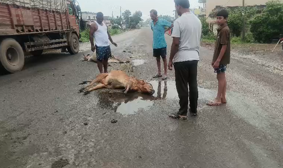 डभरा में बड़ा हादसा, 8 गौवंशों की मौत; भारी वाहनों की रफ्तार पर सवाल