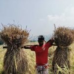 ओडिशा में धान की खेती का रकबा बढ़ा, कृषि मंत्री सिंहदेव ने दी जानकारी