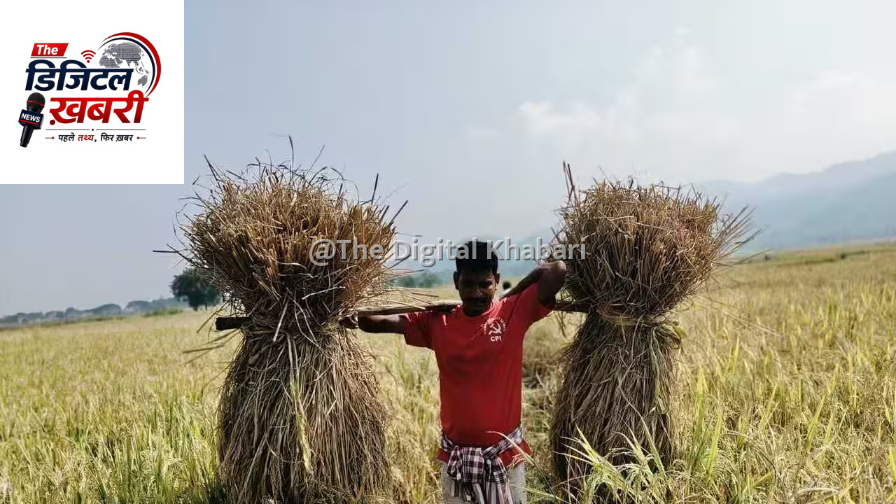 ओडिशा में धान की खेती का रकबा बढ़ा, कृषि मंत्री सिंहदेव ने दी जानकारी