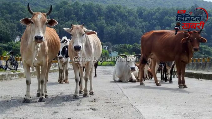 पशु आश्रय स्थल बनाने में खर्च होंगे 7,000 करोड़, NHAI ने सुप्रीम कोर्ट से जताई असमर्थता